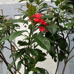 Jatropha Tree - Multistem