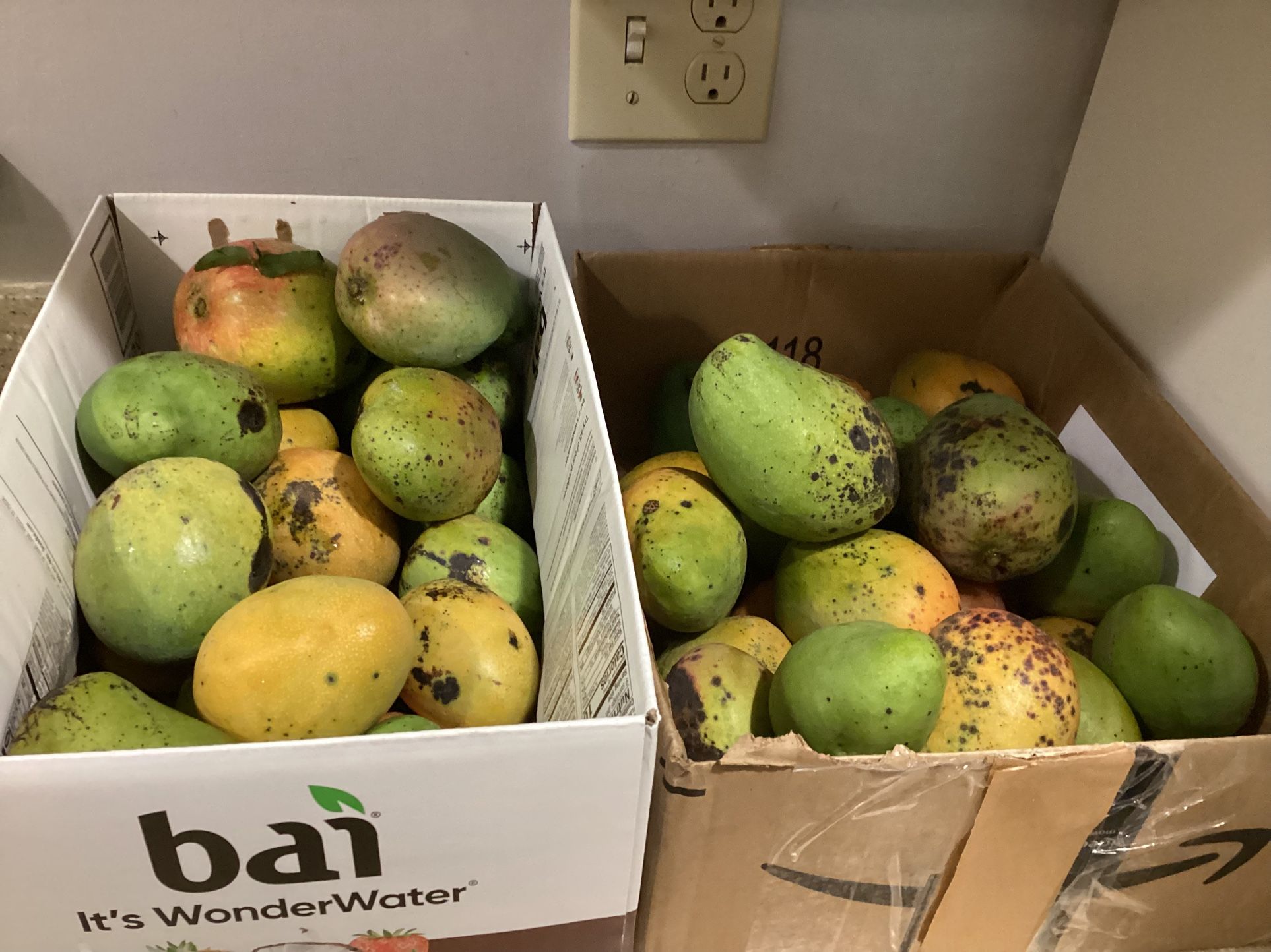East Indian Mangoes One Box Ready Pickup 40/$10 Downtown Stuart