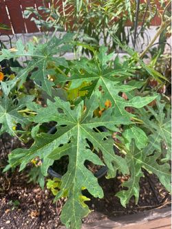 Mexican papaya tree