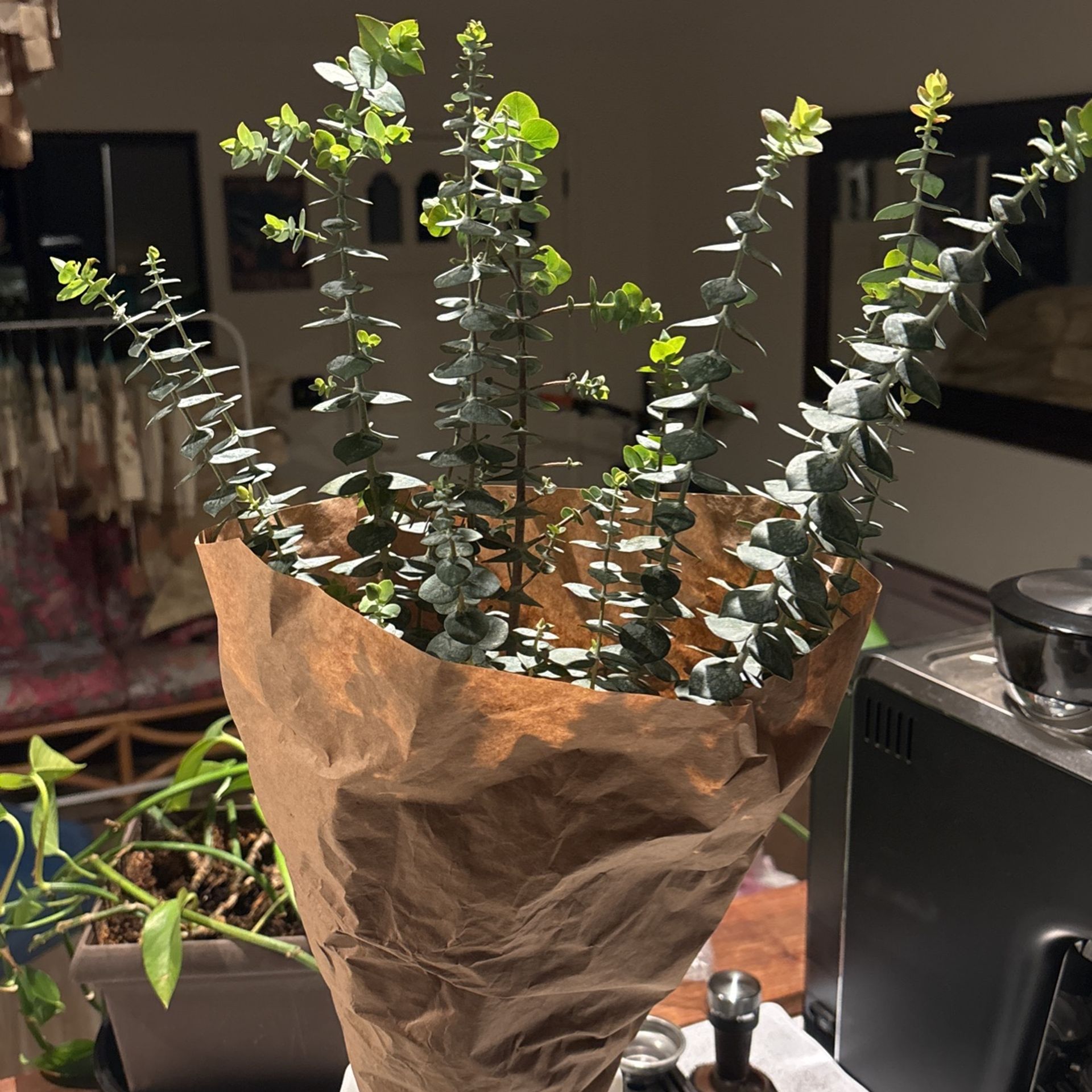 Eucalyptus bouquet
