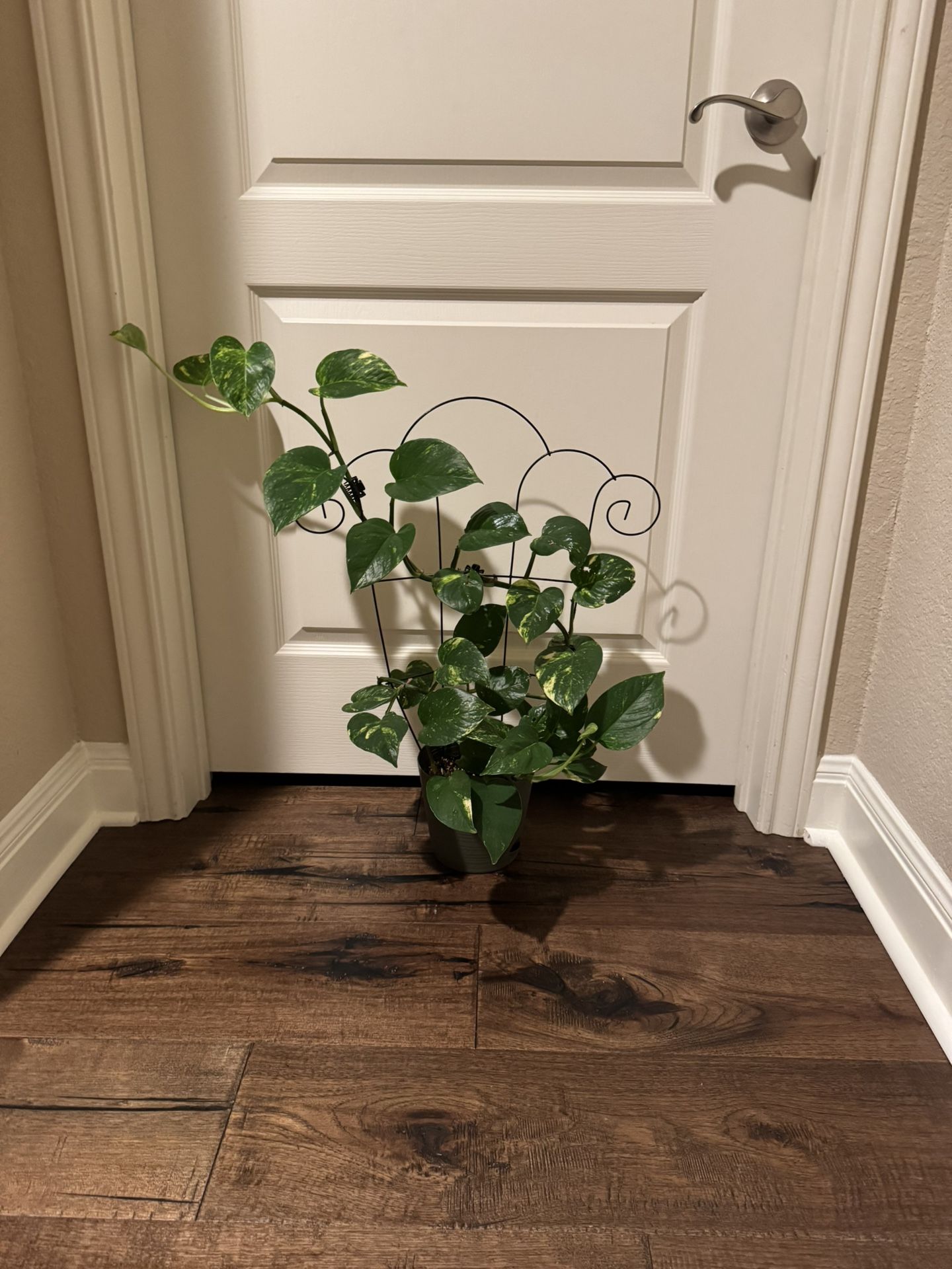 Pothos With Trellis