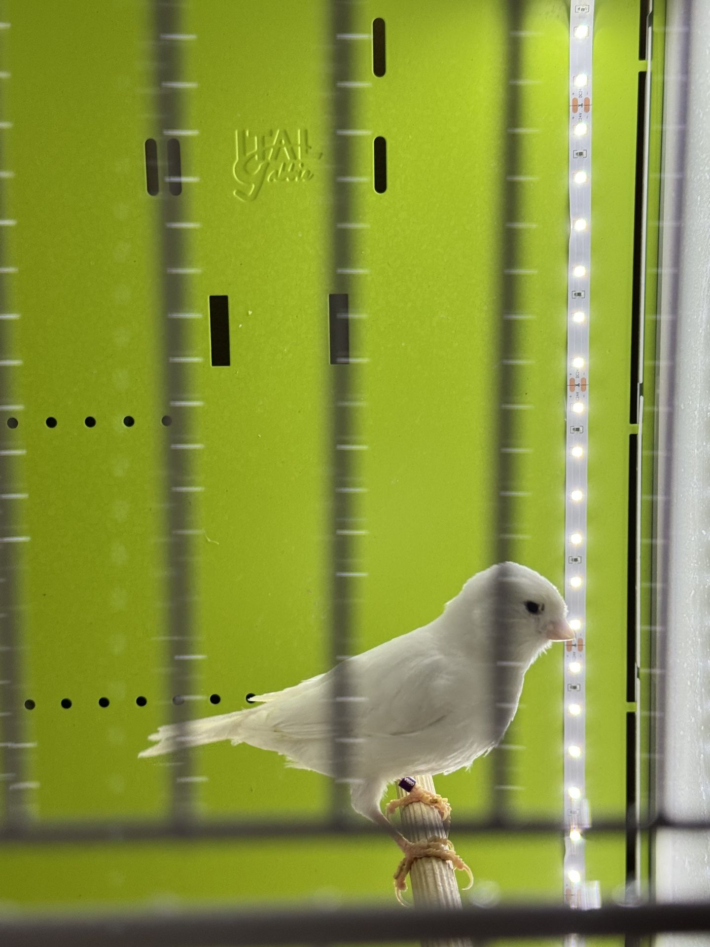 Dyson Light Open Box