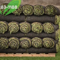 Best QUALITY Sod 