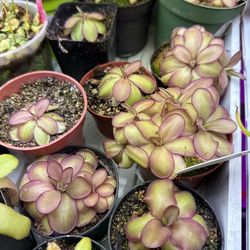 carnivores plants