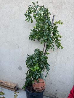Jujube “Brown Sugar” Chinese Date Fruit Tree with Fruits! Fruiting