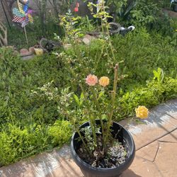 Yellow Pink Roses Tall