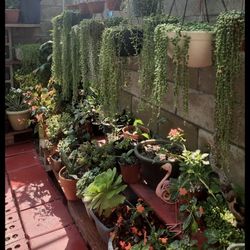 Muchas plantas baratas,,venta de mudanza