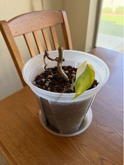 FREE Monstera Albo 🌿
