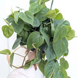 Philodendron Cordatum Heart Leaf Plant 6" Pot - Indoor House Plants