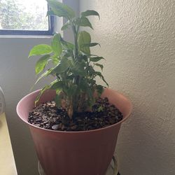 Plant In 10 Inch Pot 