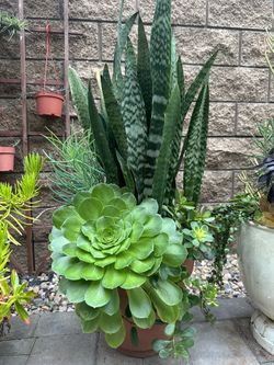 Snake plants