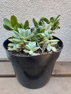 Mixed Succulent Plant