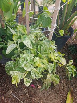 Plants