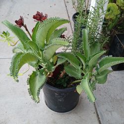 Mala madre suculenta