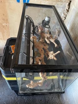 Reptile tank setup