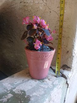 $10 Wax begonia Plant & Pot 