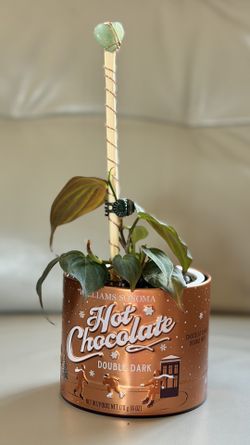 Starter Philodendron Mican