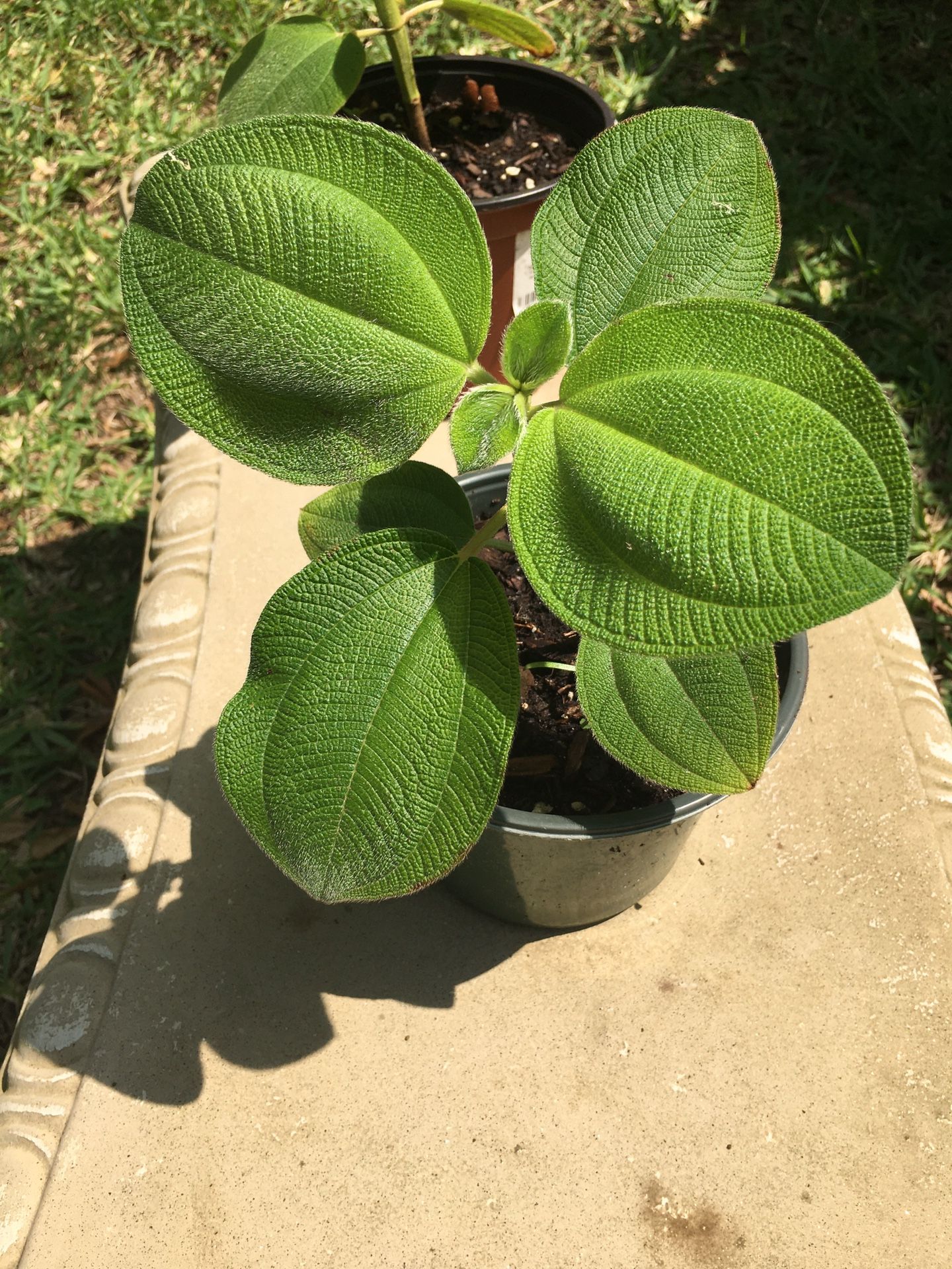 Tibouchina grandiflora aka Teddy bear Plant