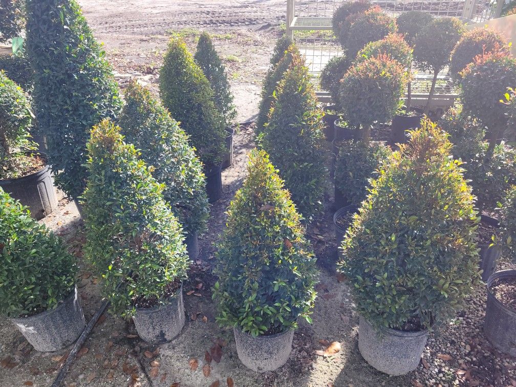 Topiaries