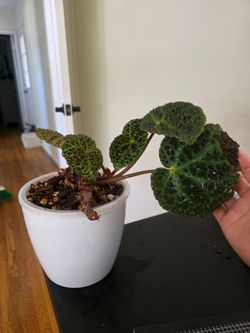 Begonia Ferox