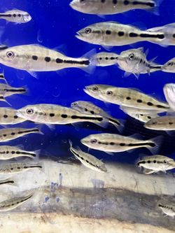 Peacock bass Fogo/ 24k kelberi hybrid decorations for fish tank aquarium