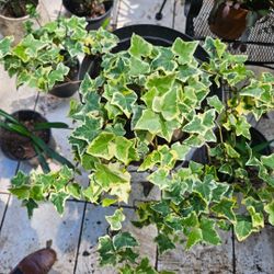 English Golden Ivy 