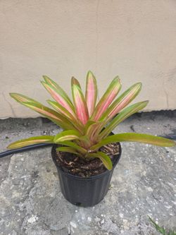 Bromeliad/Neoregelia