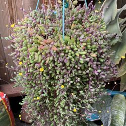 Hermosa Planta Con Hilos Morados Y Flores Amarillas