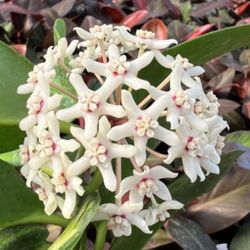 Hoya Keysii