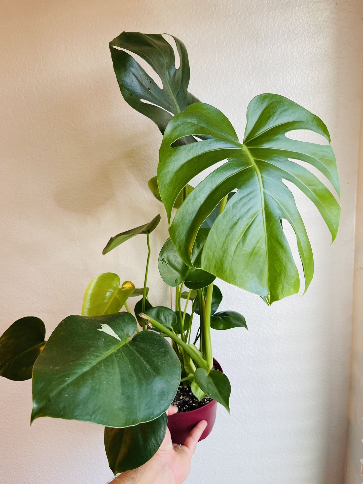 Sport Variegated Monstera