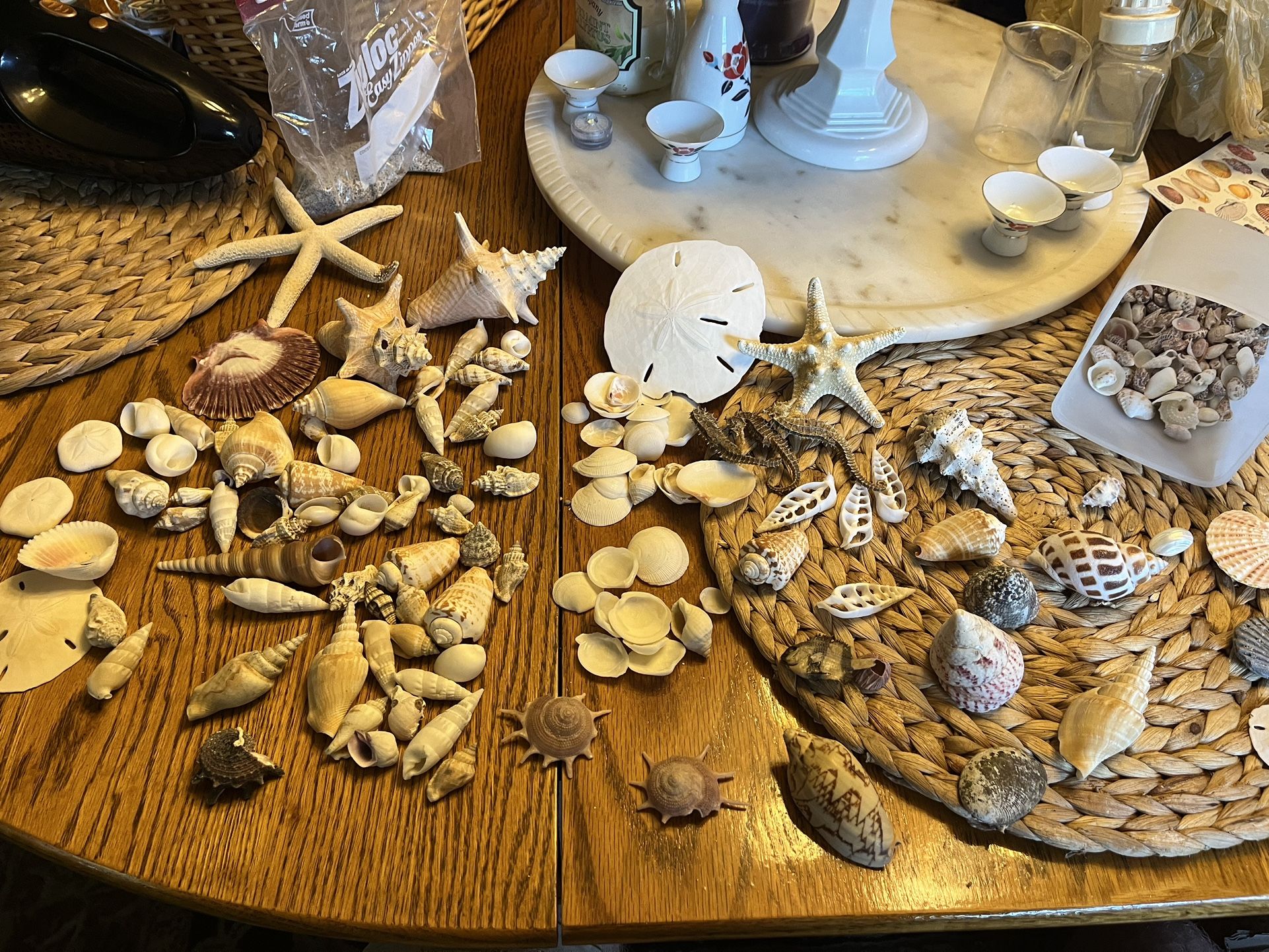 Huge Lot Of Seashells