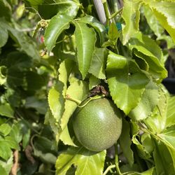 Passion Fruit