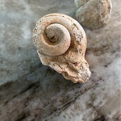 Petrified Snail