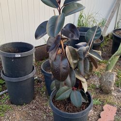 Rubber Tree 
