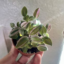 Tradescantia Tricolor 