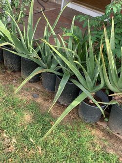 So many different plants available for purchase