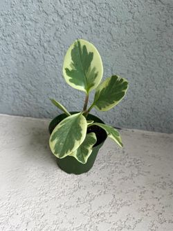 Peperomia plant