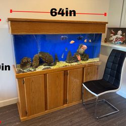Fish Tank 
