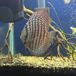 Fish Tank For Sale Discus