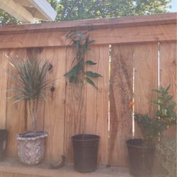 Peach Tree