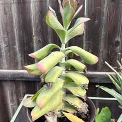 Succulent Needs New Garden 