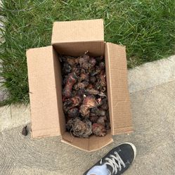 Free Red Canna Lily Bulbs (pending Pick Up)