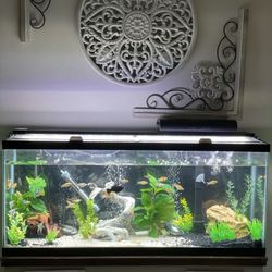 55-60 Gallon Fish tank For Fresh Water 