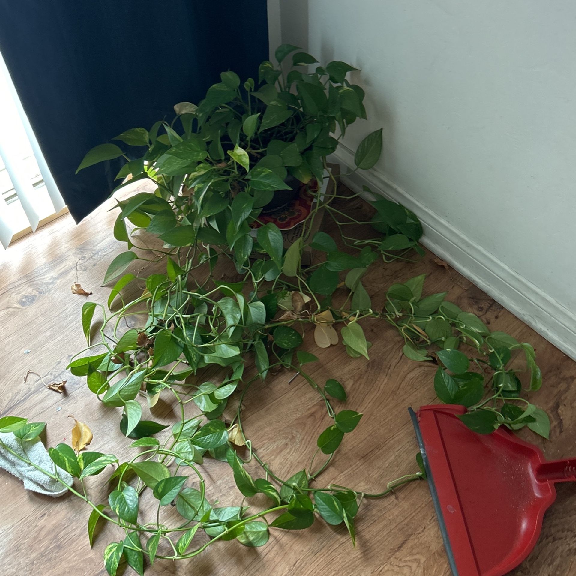 Beautiful Plant Indoor