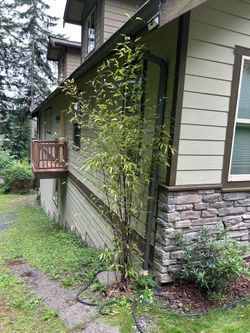 10 ft. Bamboo