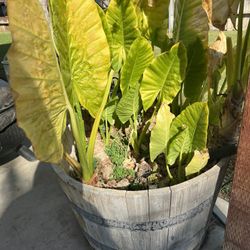 Elephant Ear Plant