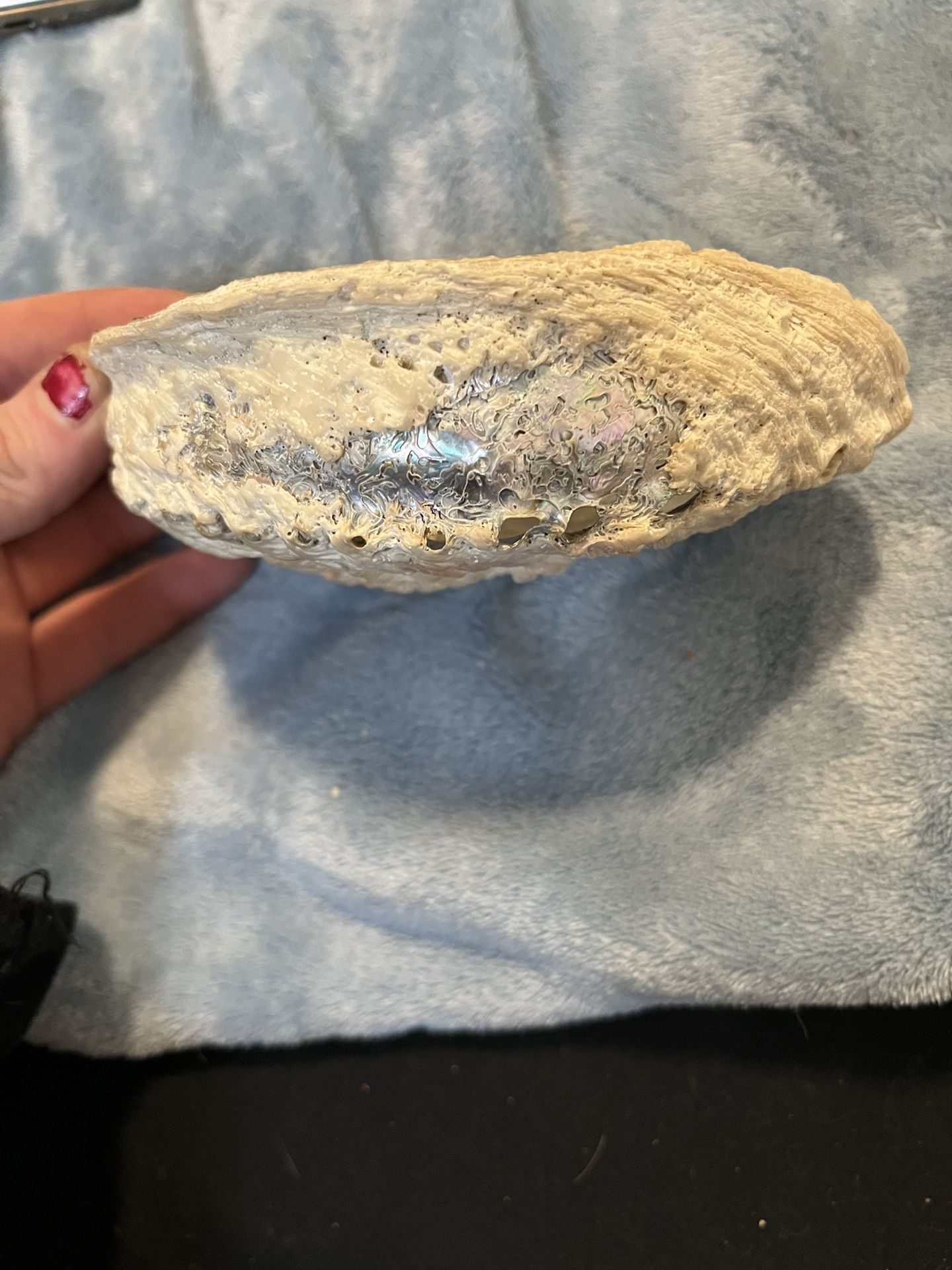 Almost Extinct Anolone Shell