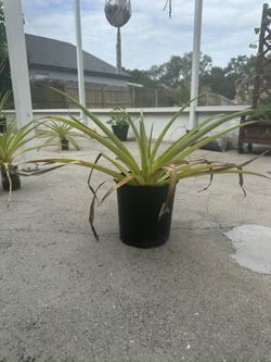 Pineapple plant 11” tall