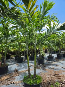 Christmas palms over 8 feet tall Instant privacy Hedge and decoration