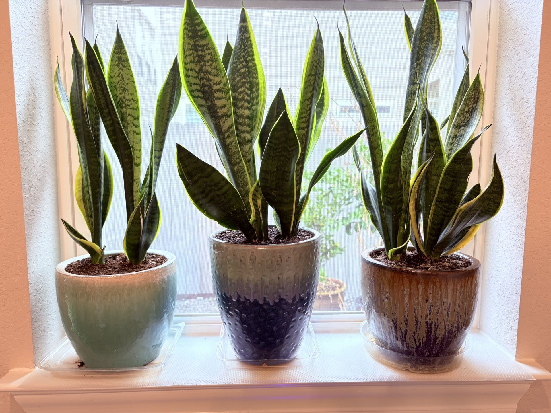 Snake Plants In Large Ceramic Pots